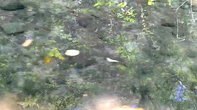 渓流の風景動画