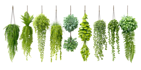 Hanging, decorative, light-green plants