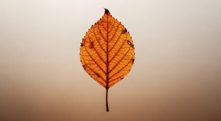 A Single Autumn Leaf Against a Softly Blurred Background: A Study in Warm Tones and Natural Delicacy