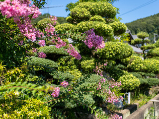 鮮やかなピンク色の百日紅