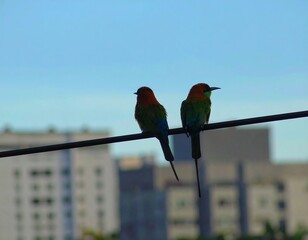 Two birds perched on a wire, city backdrop