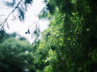 Green Pine Tree Branches with Sunlight and Fresh Foliage in Summer Forest