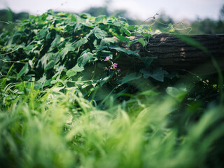 Small Purple Wildflower Growing in Lush Green Summer Foliage