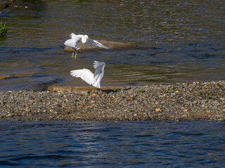 猪名川の河原で争うコサギ