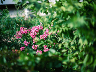 Beautiful Pink Flowers Blooming in Green Garden with Natural Light