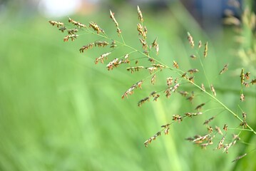 Johnson grass (Sorghum halepense) is a poaceae weed that grows along riverbanks and roadsides. It produces spikelets in panicles from summer to autumn.