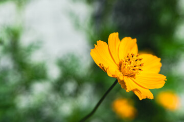 キバナコスモス