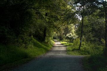 Dense forest with pathway leading deep into the woods