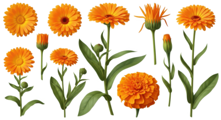 Vibrant Marigold Collection 12 Botanical Illustrations