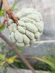 soursop fruit on a tree