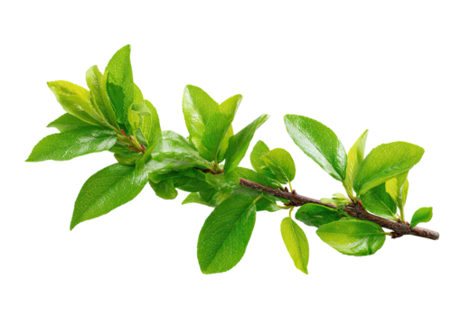 Close-up of a vibrant green branch with several leaves.  The leaves exhibit a slightly variegated, yellowish-green hue along their edges, set against a black background.  