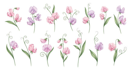 Delicate watercolor sweet pea flowers collection, perfect for romantic designs and spring floral arrangements