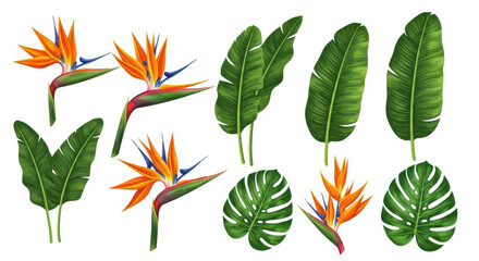 Collection of realistic tropical bird of paradise flowers and exotic monstera and banana palm leaves set