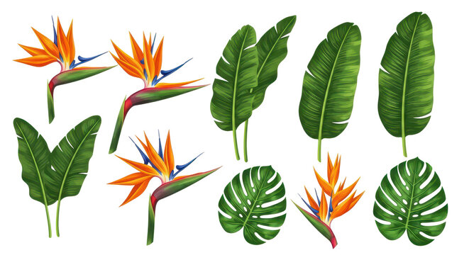 Collection of realistic tropical bird of paradise flowers and exotic monstera and banana palm leaves set