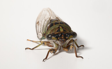 Front view of the head of an Annual Cicada (Neotibicen) showing its radiator-like clypeus, two large compound eyes, and three small red ocelli (simple eyes).
