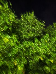 green leaf background without edit