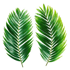 Two tropical palm leaves against a black background