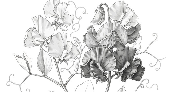 Delicate sweet pea flowers in grayscale, detailed botanical illustration