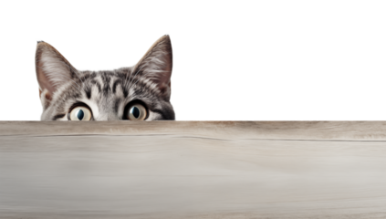 Curious Tabby Cat Peeking Over Surface:  Perfect for Pet, Animal, and Website Designs transparent background png