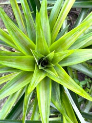 Obraz premium Aerial perspective shows the vibrant green pineapple plant with its striking spiky leaves radiating
