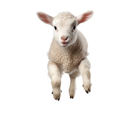 Fototapeta premium Innocent Lamb Leap: A Young Sheep in Mid-Air transparent background png