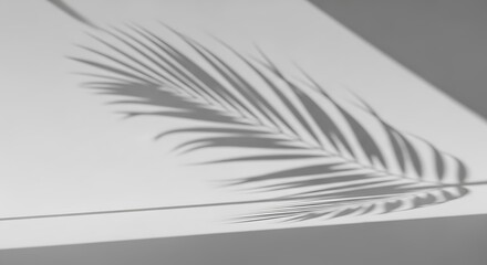 Palm Leaf Shadow on Light Surface.