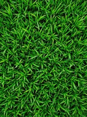 green grass texture