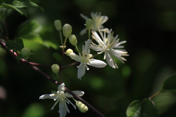 あぜ道に咲く仙人草