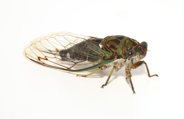 An Annual Cicada (Neotibicen) from eastern North America on a white background. 