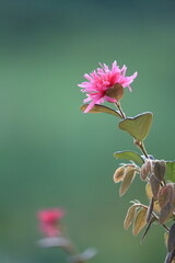 生垣のトキワマンサクの花