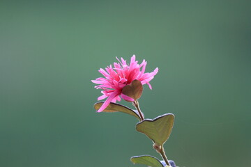 生垣のトキワマンサクの花