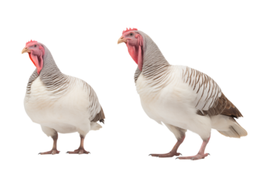 Two Speckled Sussex Chickens: Studio Photograph transparent background png