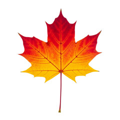 Obraz premium autumn maple leaf