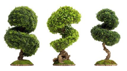 Artistic botanical presentation showcases three verdant topiary trees styled in serpentine