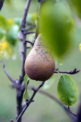 pear