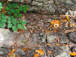 Deep forest rock texture for nature and environment background.
