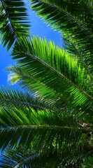 Naklejka premium Palm leaves frame bright blue sky in vertical shot. Vivid greens & azure contrast. Tropical feel. Sun light highlights foliage