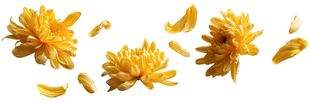 Bright yellow flower petals scattered against a black background