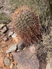 Fish hook barrel cactus Phoenix Mountains