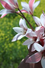 Photo of delicate pink and white lilies bloom against a blurred green background