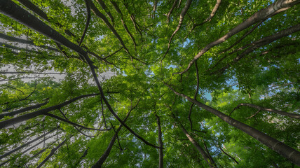 Fototapeta premium Serene upward perspective of a dense forest canopy, with tall tree trunks and vibrant green leaves reaching towards a blue sky.