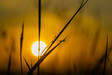 The setting sun catches prairie grasses at dusk. A selective focus shot of Grass stalks in the sun.