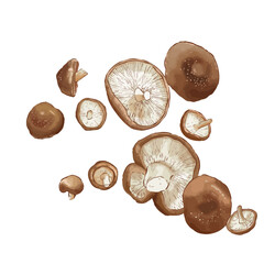 Shiitake mushroom vector
