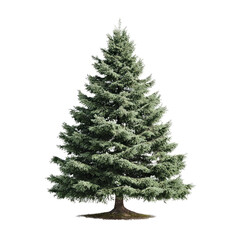 Fototapeta premium A full sized evergreen conifer tree with dense green foliage and a textured brown trunk