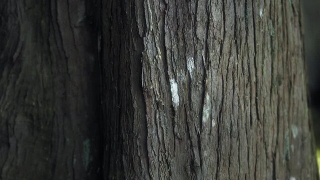 Close up of a cedar tree trunk bark in the forest