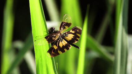 Closeup of a dragonfly perched on a grass plant