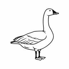 goose isolated on white background