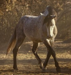 Fototapeta premium Wild Stallion in Morning Light and Dust