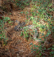 An adult Eastern Diamondback Rattlesnake in its natural habitat