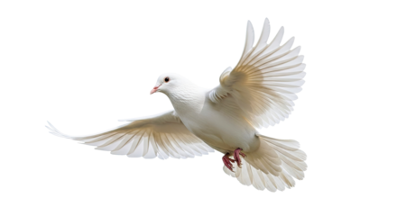 A white dove in flight with its wings spread wide.